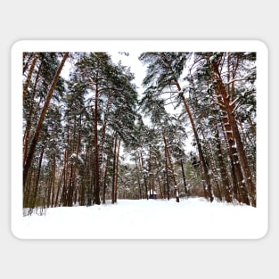 View at the Striginsky Bor Forest Park in Nizhny Novgorod with pine trees, snow, building Sticker